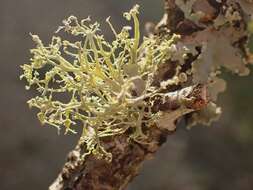 Imagem de Ramalina pollinaria (Westr.) Ach.