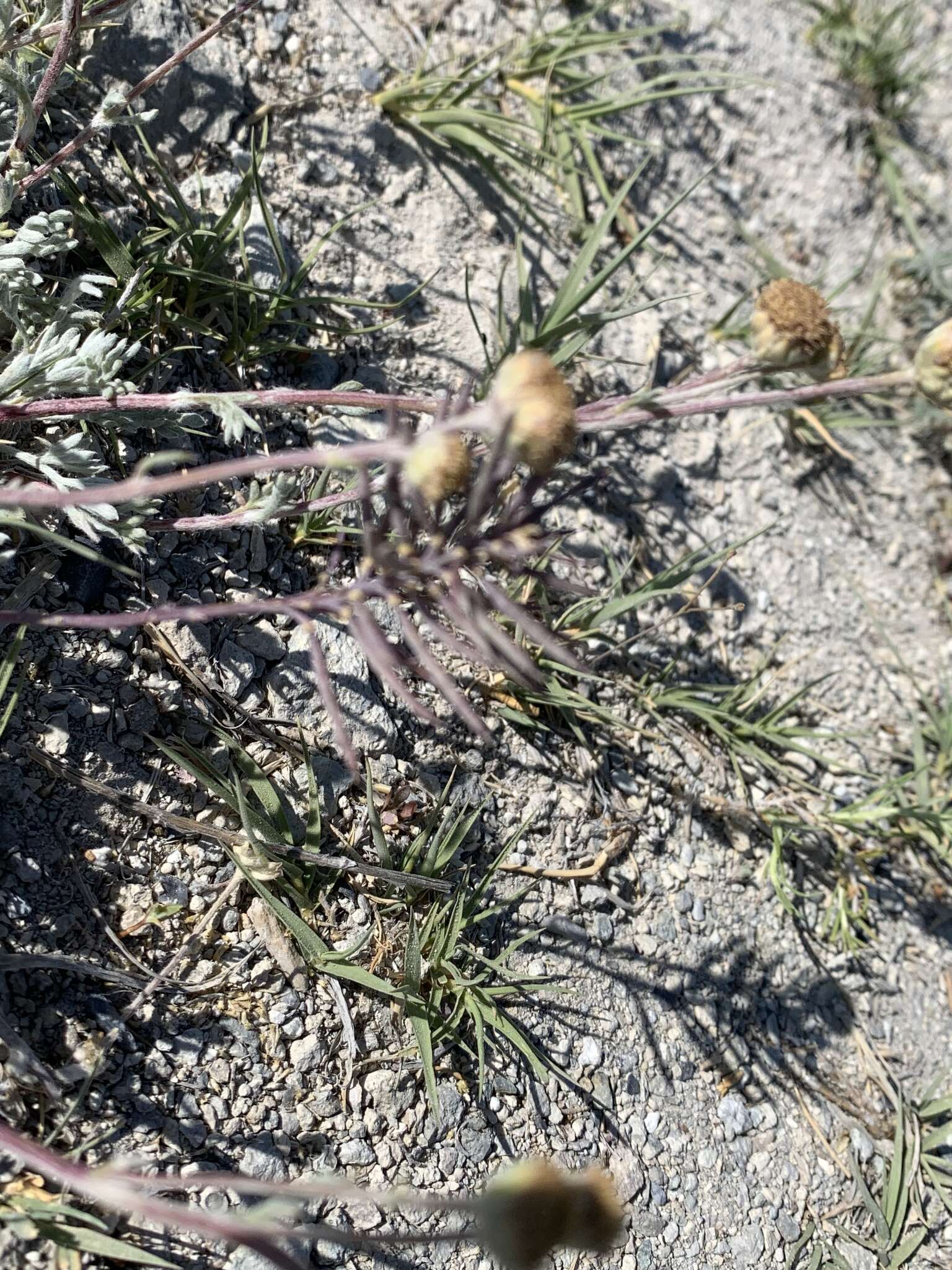 Plancia ëd Artemisia potentilloides A. Gray