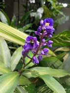 Image of Blue ginger