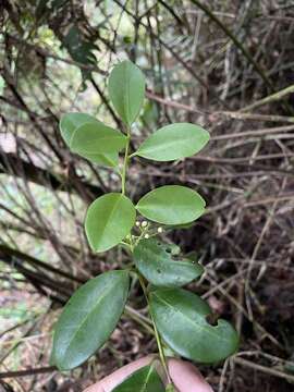 Слика од Ilex sideroxyloides subsp. occidentalis (Macfad.) P. A. González