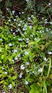 Image de Myosotis latifolia Poir.