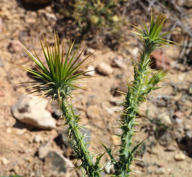 Imagem de Onopordum heteracanthum C. A. Mey.