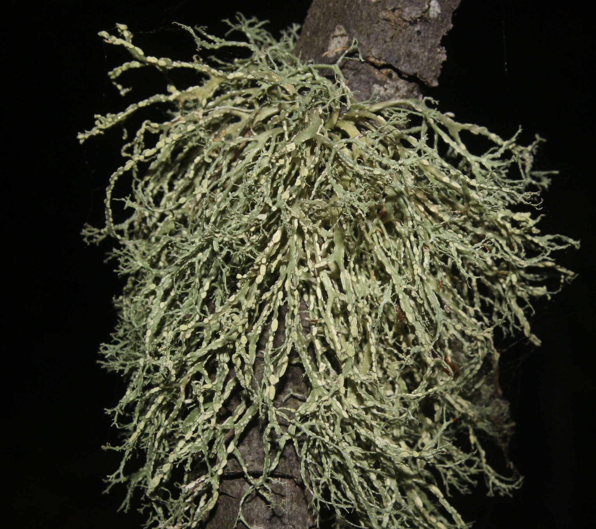 Image of farinose cartilage lichen