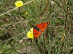 Image de Acraea anacreon Trimen 1868