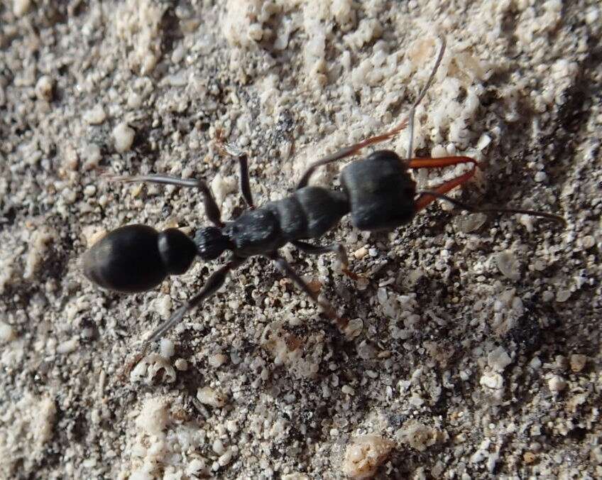 Image of Myrmecia clarki Crawley 1922