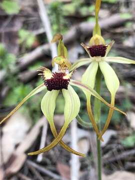 Image of Big clubbed spider orchid