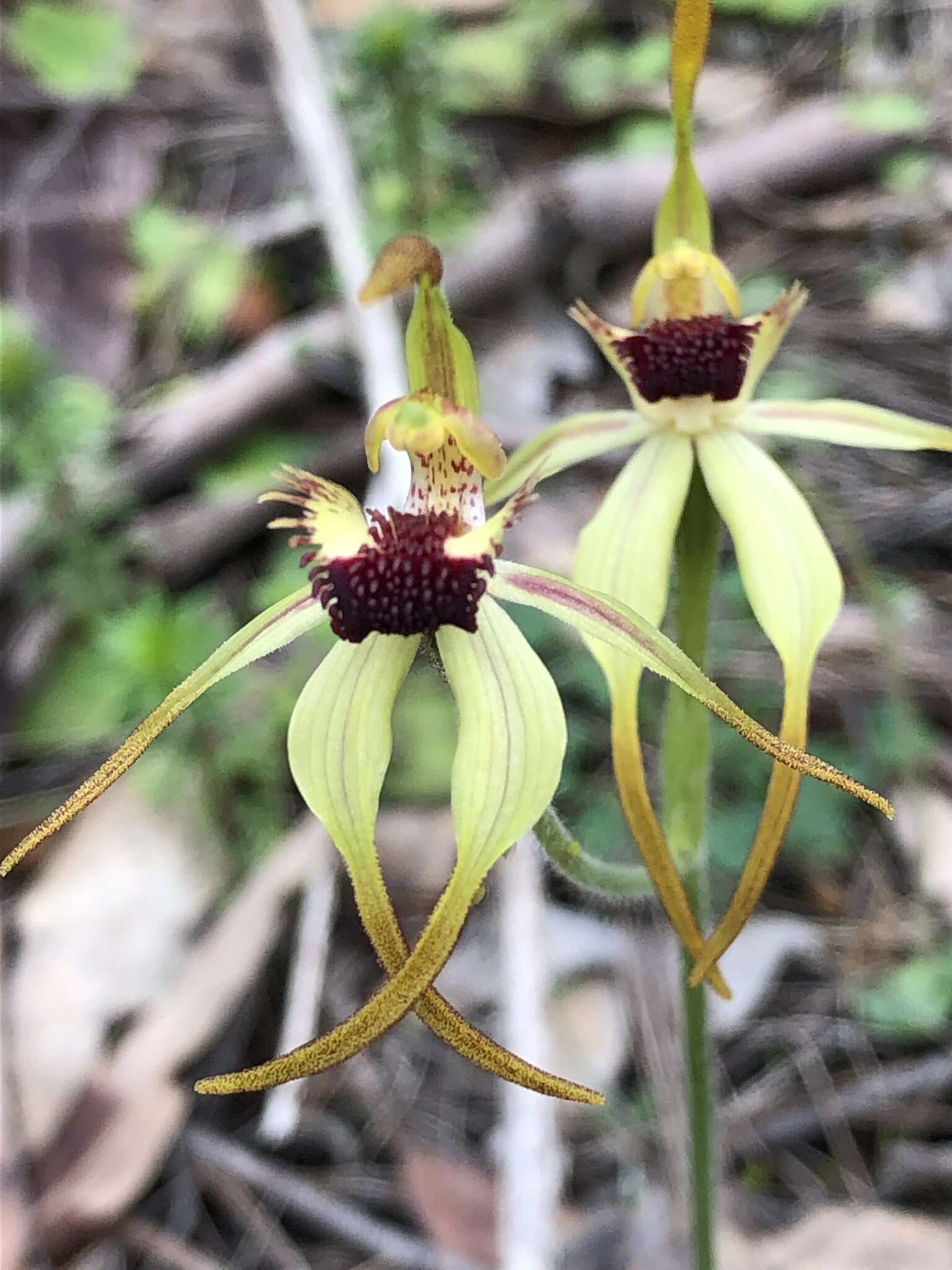 Image of Big clubbed spider orchid