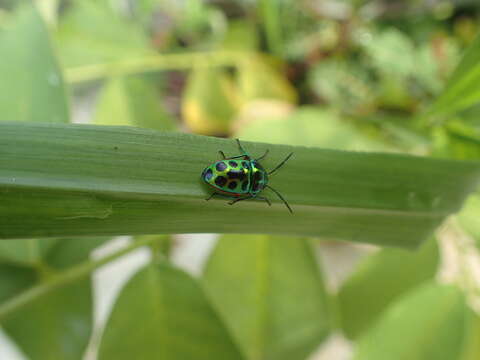 Image of Chrysocoris stollii (Wolff 1801)