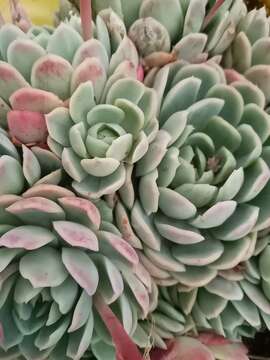 Echeveria elegans Rose resmi