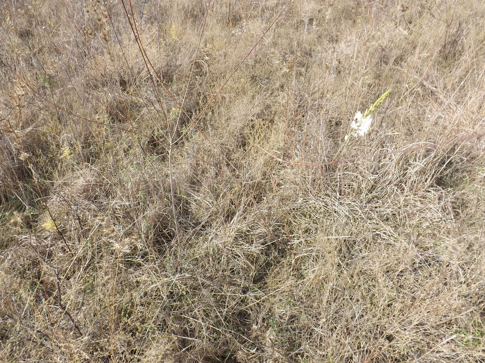 Image of false gaura