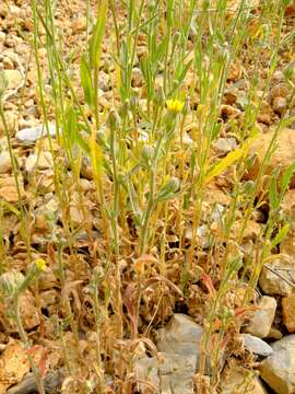 Image of smallflower oxtongue