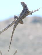 Image of Agama aculeata aculeata Merrem 1820