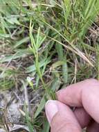 Image of Psoralea glaucina Harv.