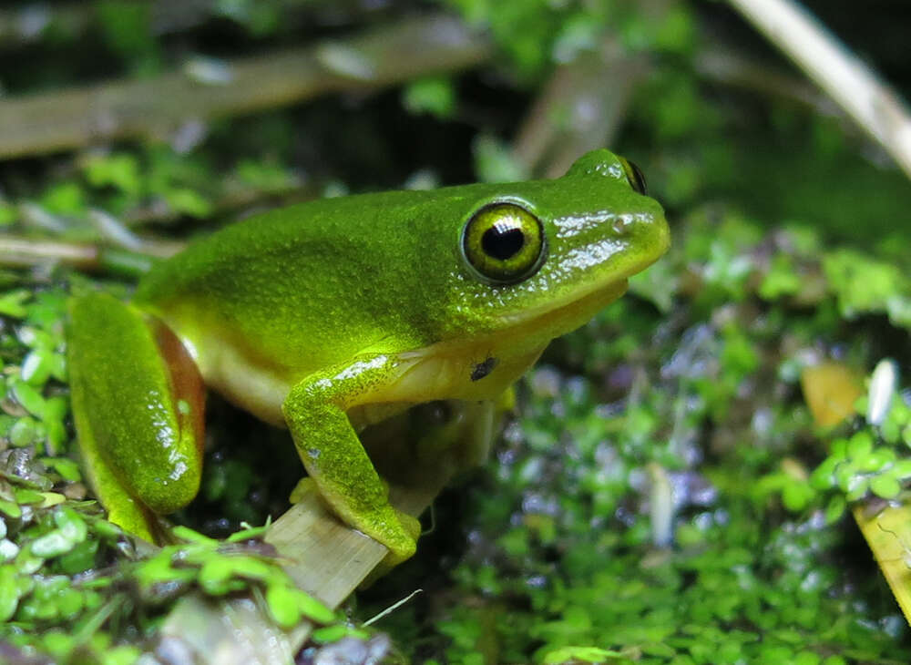 Image of Tinker Reed Frog