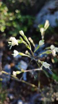 Plancia ëd Silene longicilia (Brot.) Otth