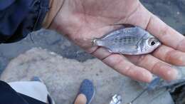 Image of Flagfin Mojarra