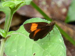 Image of Koruthaialos rubecula Plötz 1882