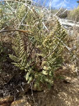 Image of birdfoot cliffbrake