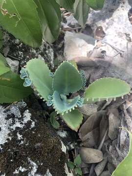 Image of Kalanchoe laetivirens Descoings