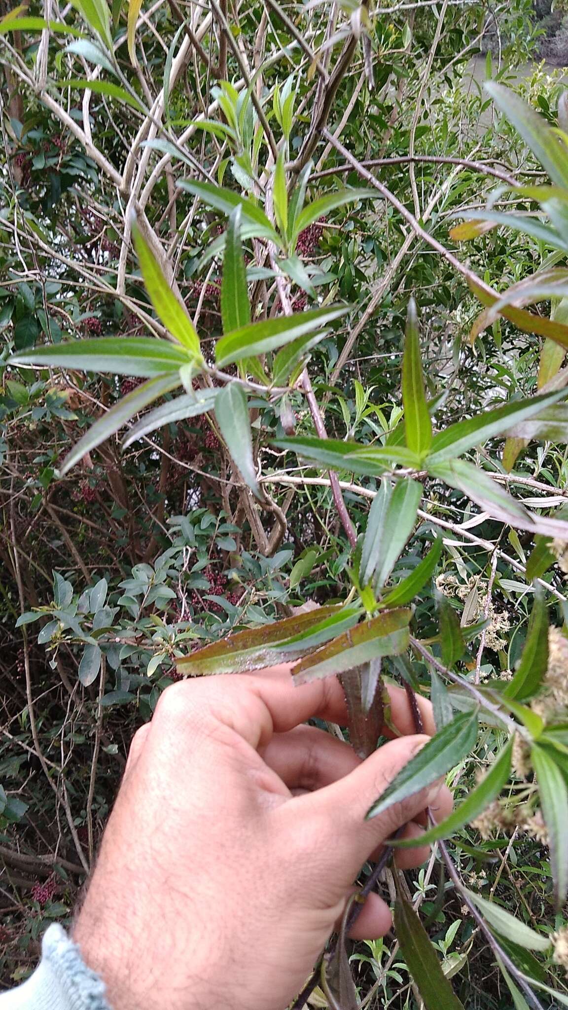 Image of Baccharis oxyodonta DC.