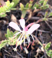 Sivun Oenothera sinuosa W. L. Wagner & Hoch kuva