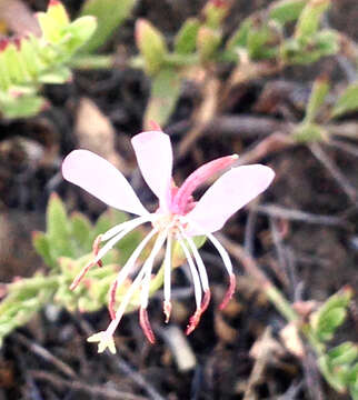 Слика од Oenothera sinuosa W. L. Wagner & Hoch