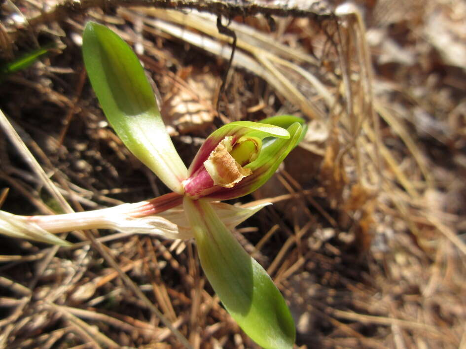 Sivun Cymbidium goeringii (Rchb. fil.) Rchb. fil. kuva