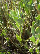 Image de Rafnia rostrata subsp. pluriflora