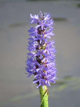 صورة Pontederia cordata L.