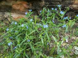 Image of Blousel Blommetjie