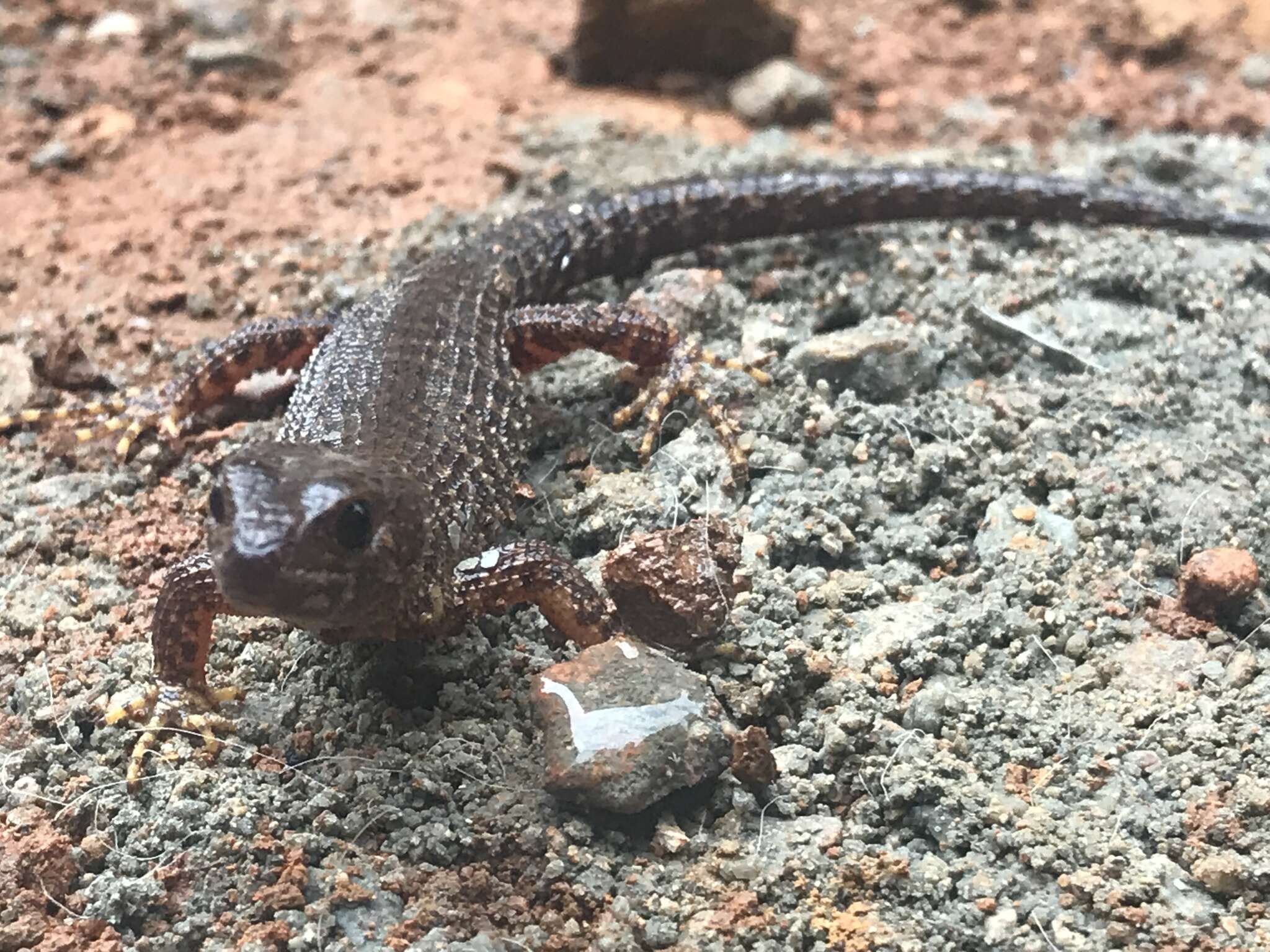 Image of Prickly Forest Skink