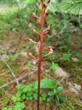 Image of Corallorhiza maculata var. maculata