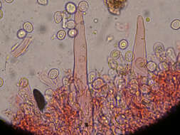 Image de Hypochnicium punctulatum (Cooke) J. Erikss. 1958