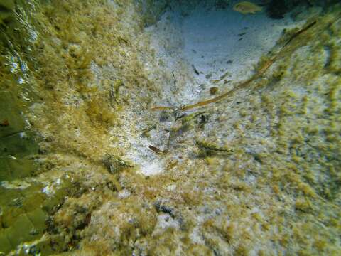 Image of Western Jumping Blenny