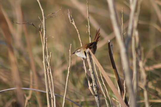 Limnoctites sulphuriferus (Burmeister 1869)的圖片