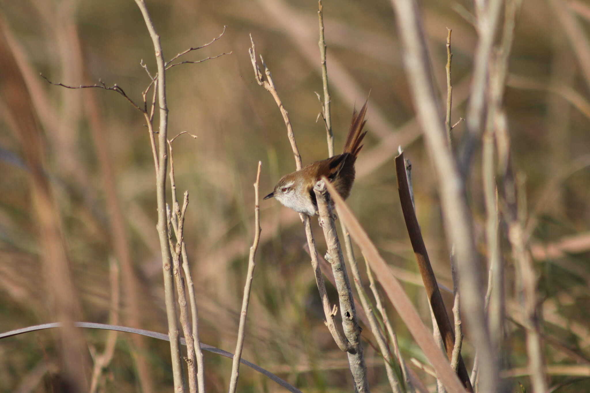 Image of Sulphur-bearded Reedhaunter