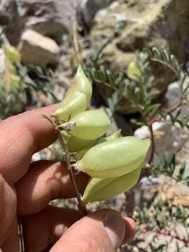 Image of halfmoon milkvetch