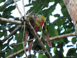 Image of Gray-breasted Parakeet