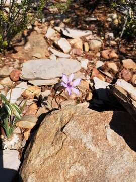 Image of Moraea crispa Thunb.