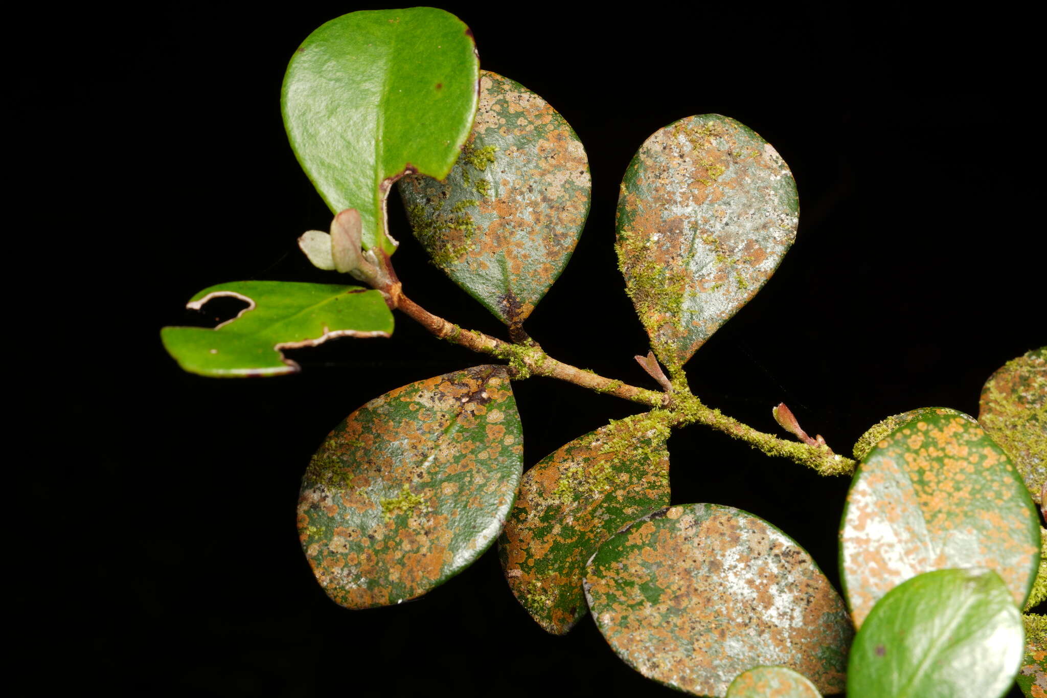 Imagem de Eugenia buxifolia Lam.