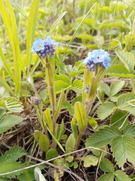 صورة Myosotis popovii Dobroc.