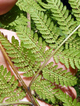 Image of Hypolepis tenuifolia (Forst.) Bernh.