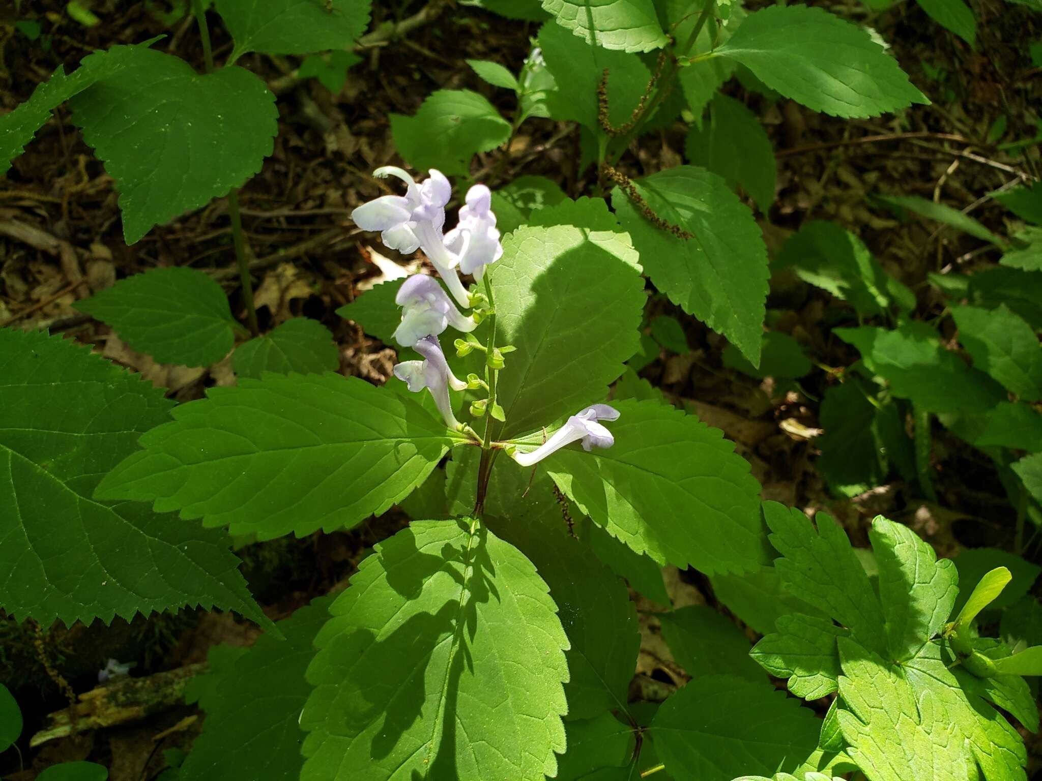 Image of showy skullcap