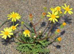 Image of French groundsel