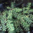 Phyllanthus abnormis var. abnormis的圖片