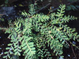 Image of Drummond's leaf-flower