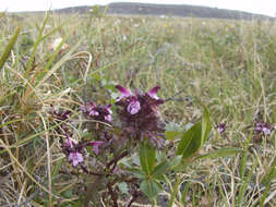 Image of Pennell's lousewort