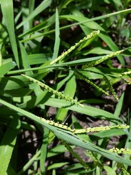 Image of field paspalum