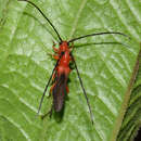 Sivun Oberea trigonalis Breuning 1950 kuva