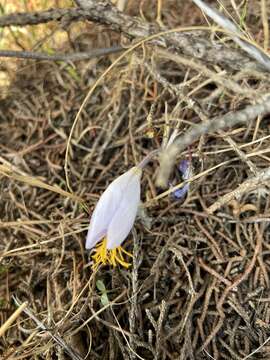 Image of Crocus tournefortii J. Gay